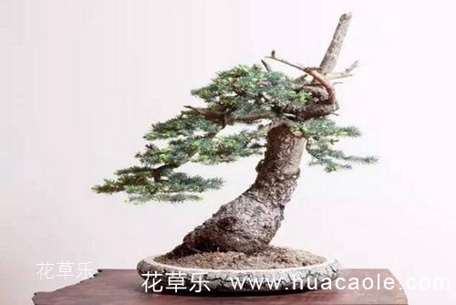 富士卡口镜头国产5566在线精品，摄影艺术的卓越之选，开启视觉新纪元