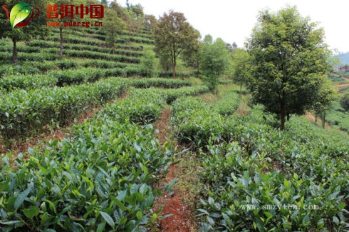 肉碱茶多酚国产亚洲精品久久久久久无码，揭秘健康养生的双重秘密武器